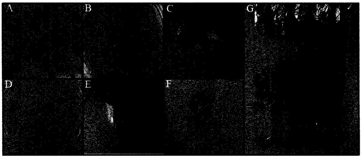 Medium composition for in vitro culturing polygoni multiflori radix and method for mass production of seedling using same