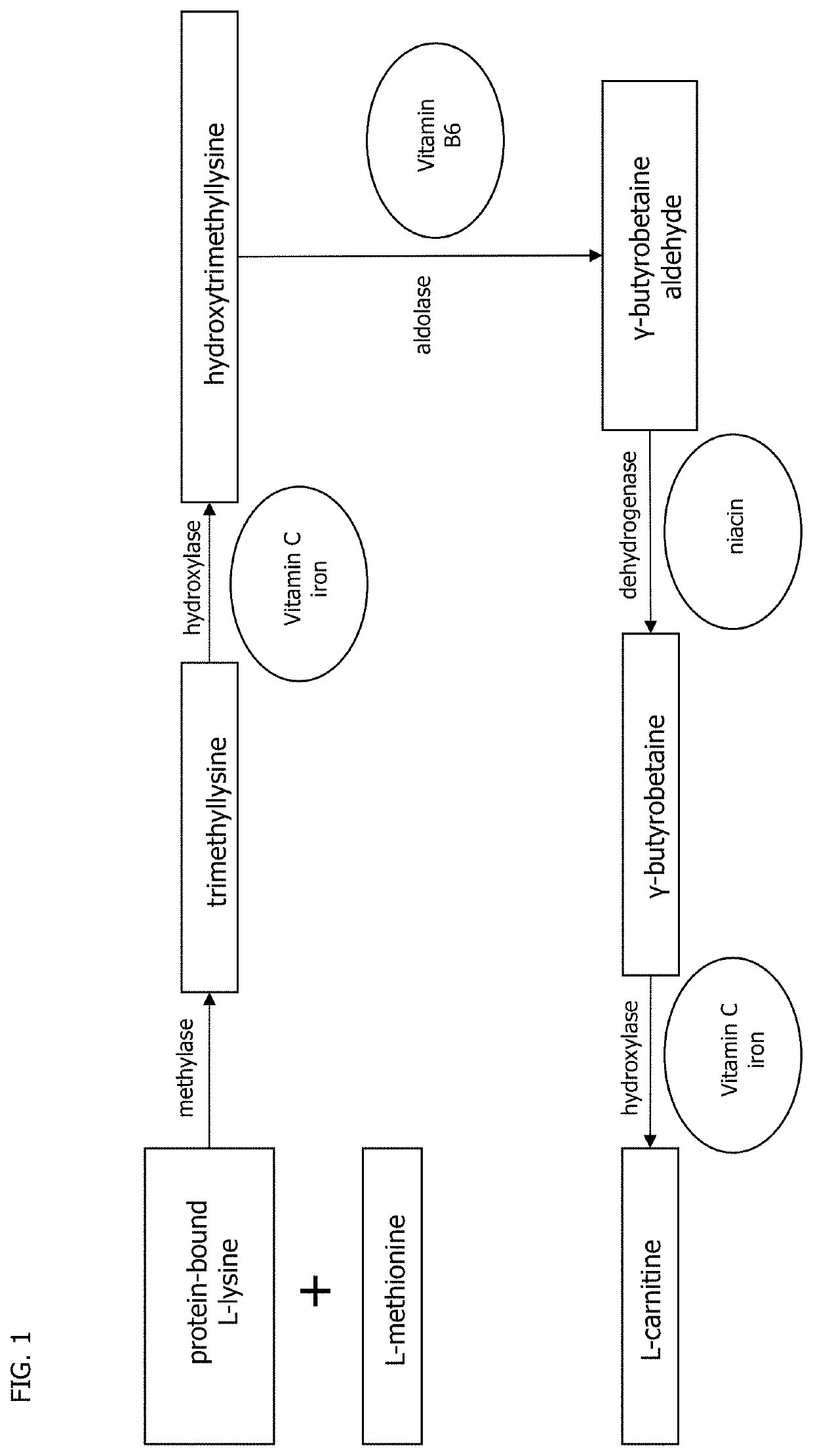 Human cell-deposited extracellular matrix coatings for textiles and fibers