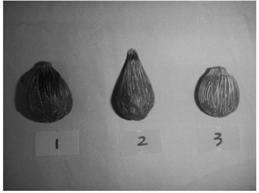 Treatment method of oil palm seed core-shell material for manufacturing handicraft articles