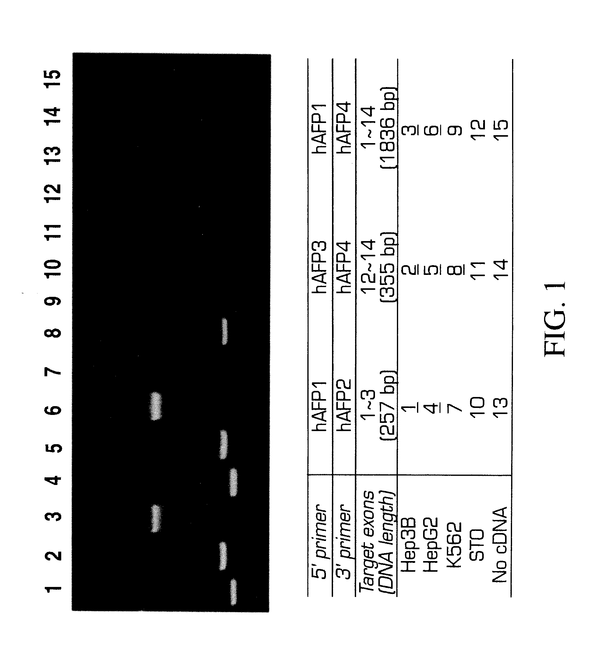 Human liver progenitors