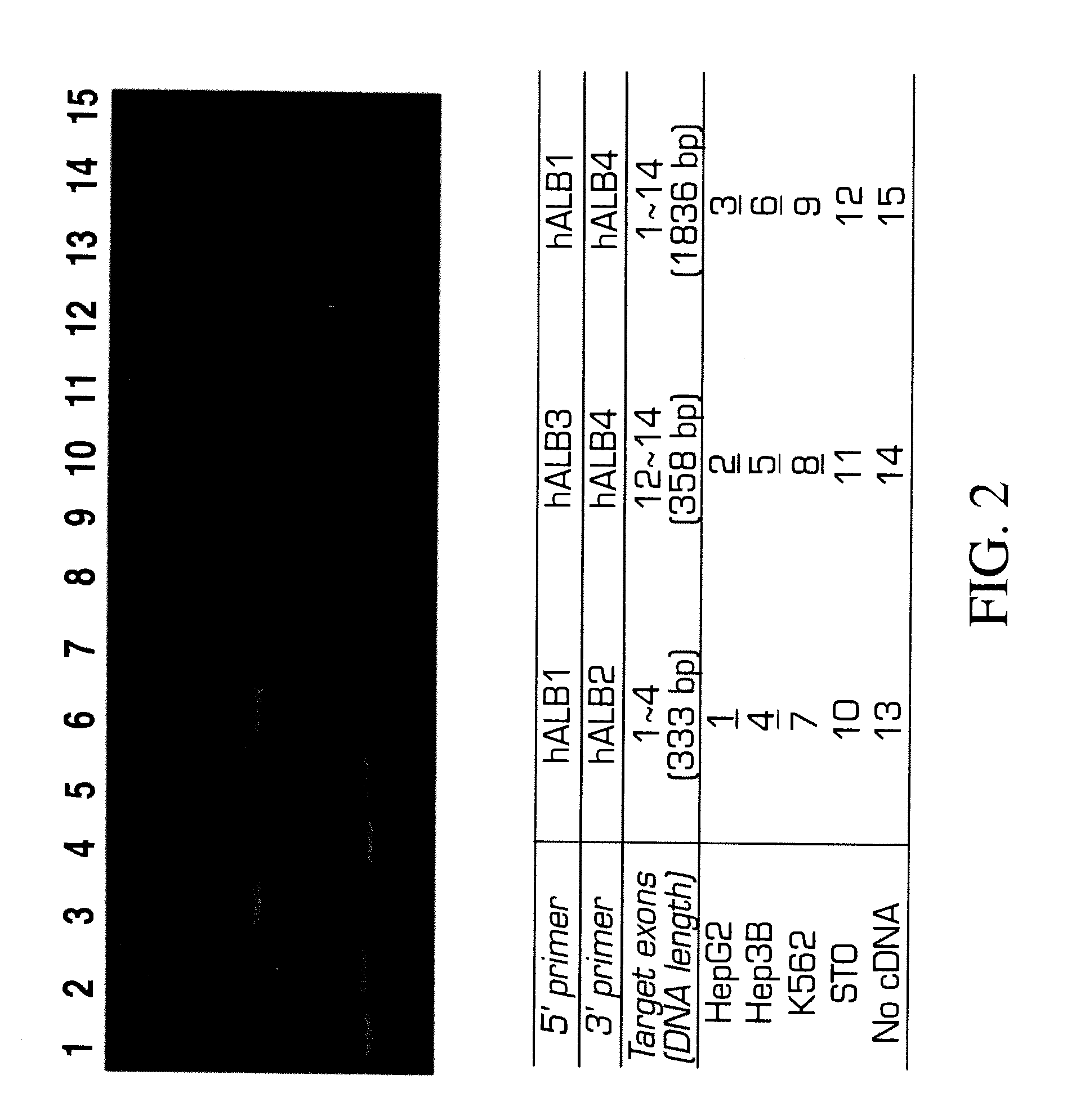 Human liver progenitors