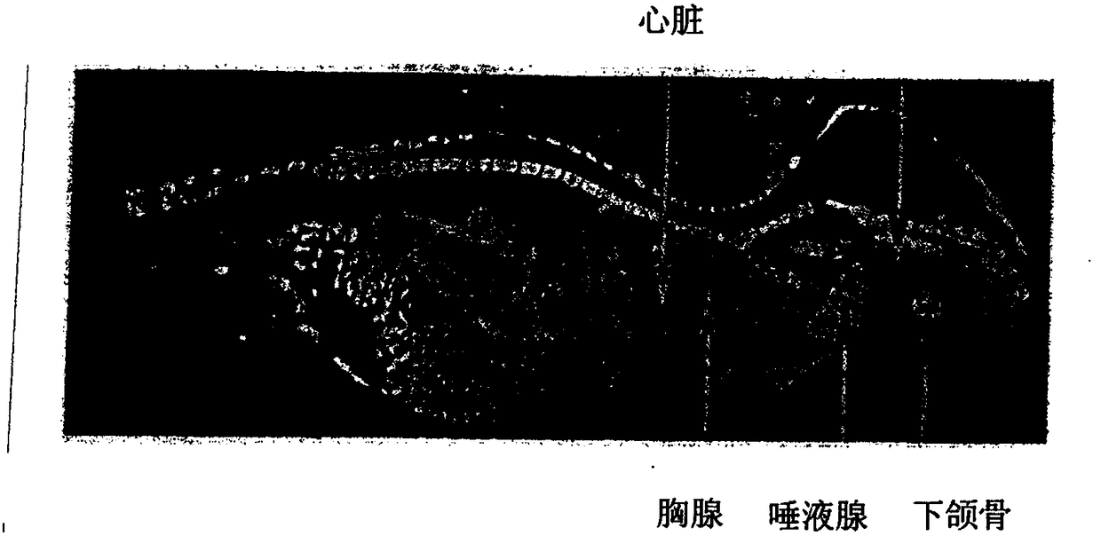 Methods and compositions for use in the prevention, treatment and/or alleviation of cancer