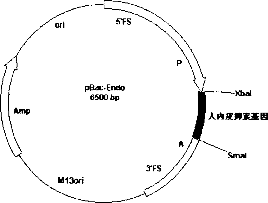 Method for producing anti-cancer medicine from silkworm