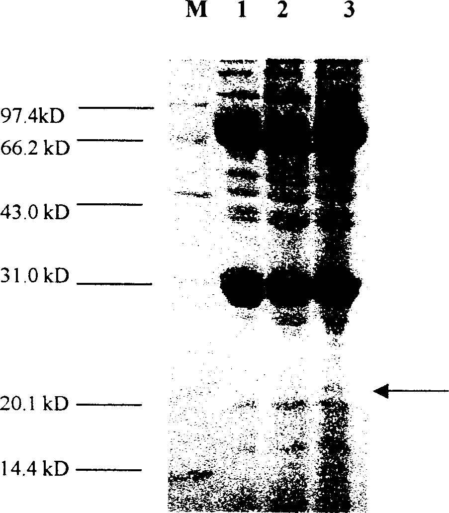 Method for producing anti-cancer medicine from silkworm