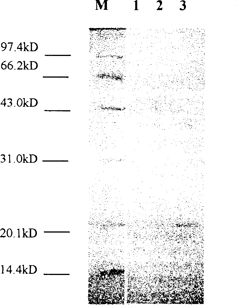 Method for producing anti-cancer medicine from silkworm