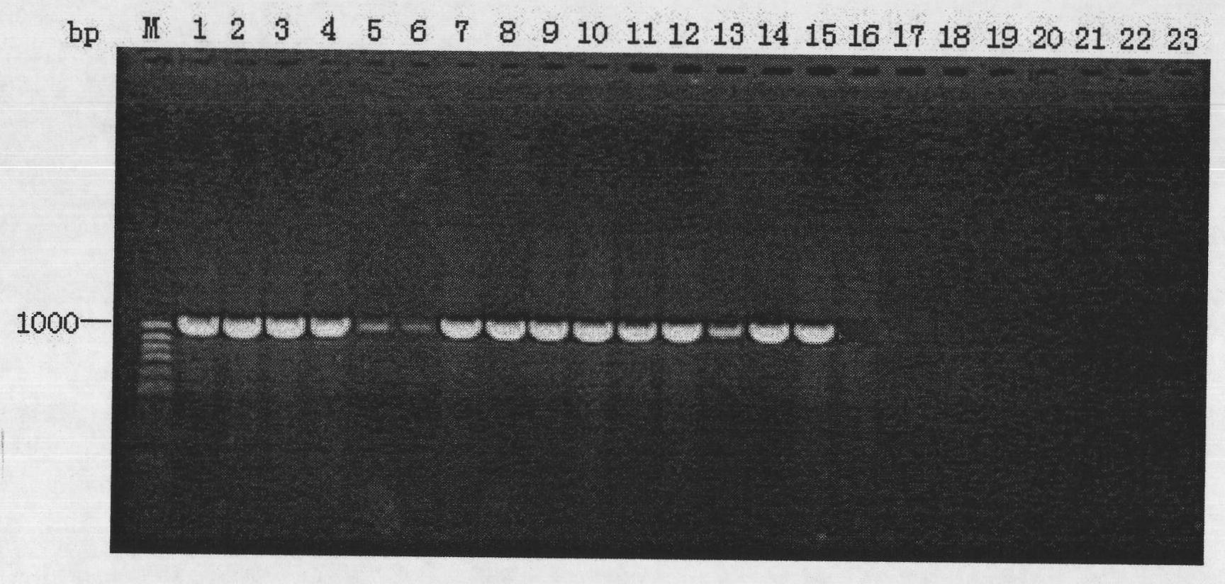 Method for detecting burkholderia cepacia flora on fruits or vegetables and identifying seeds