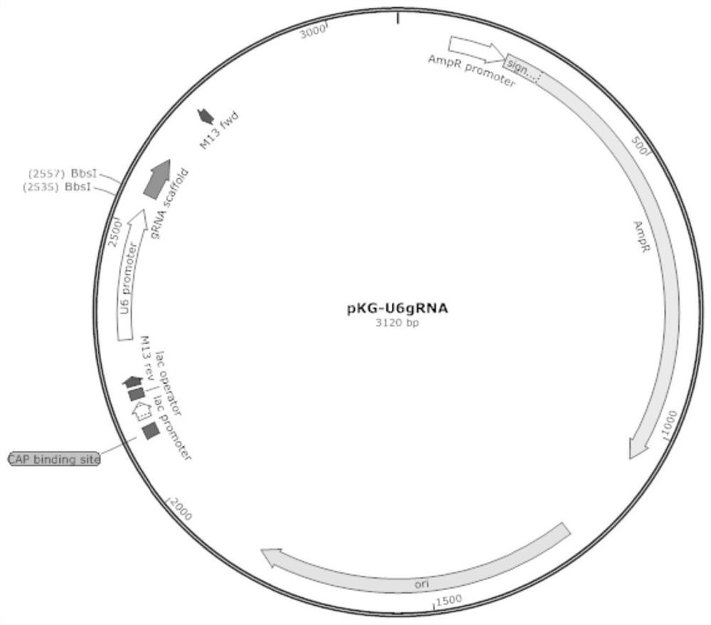 Severe immunodeficiency swine-derived recombinant cell, and preparation method and kit thereof