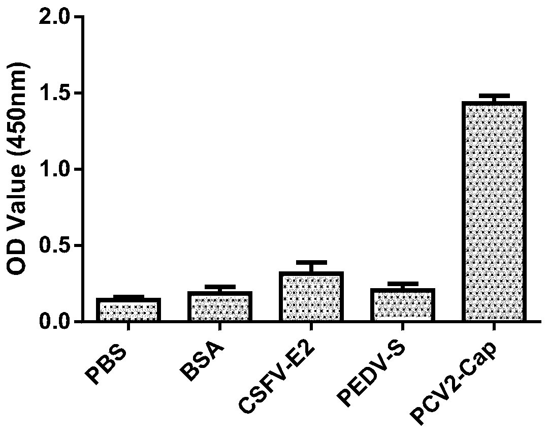 Polypeptide sequence specifically combined with porcine circovirus type-2 Cap protein and application of polypeptide sequence