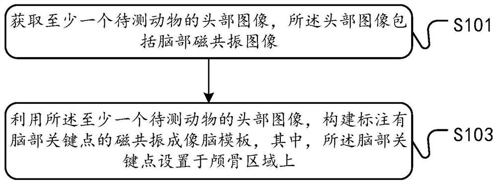 Method and device for constructing animal brain template