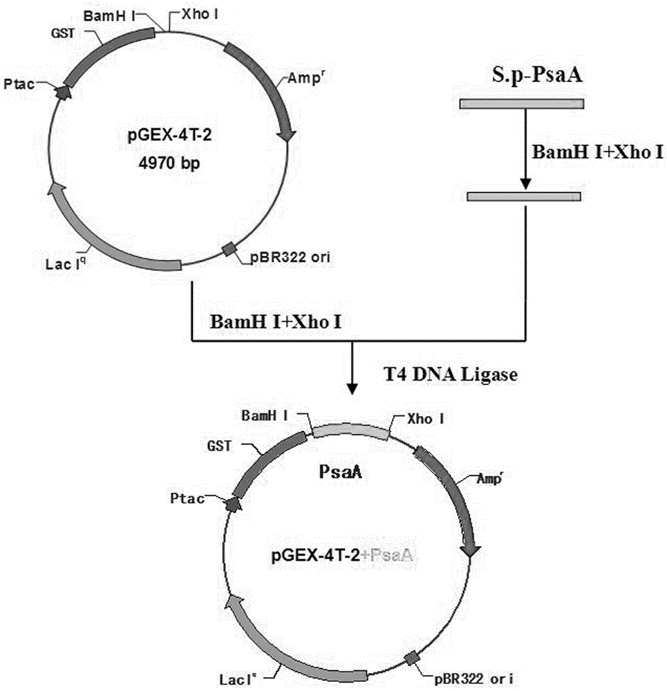 Chemical Synthesis, Expression and Application of the Gene Fragment of Streptococcus Pneumoniae Surface Adhesin-a