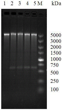 Chemical Synthesis, Expression and Application of the Gene Fragment of Streptococcus Pneumoniae Surface Adhesin-a