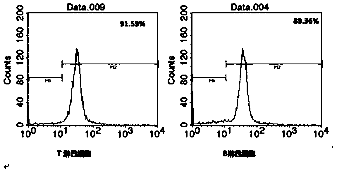 A method for simultaneously isolating peripheral blood t and b lymphocytes