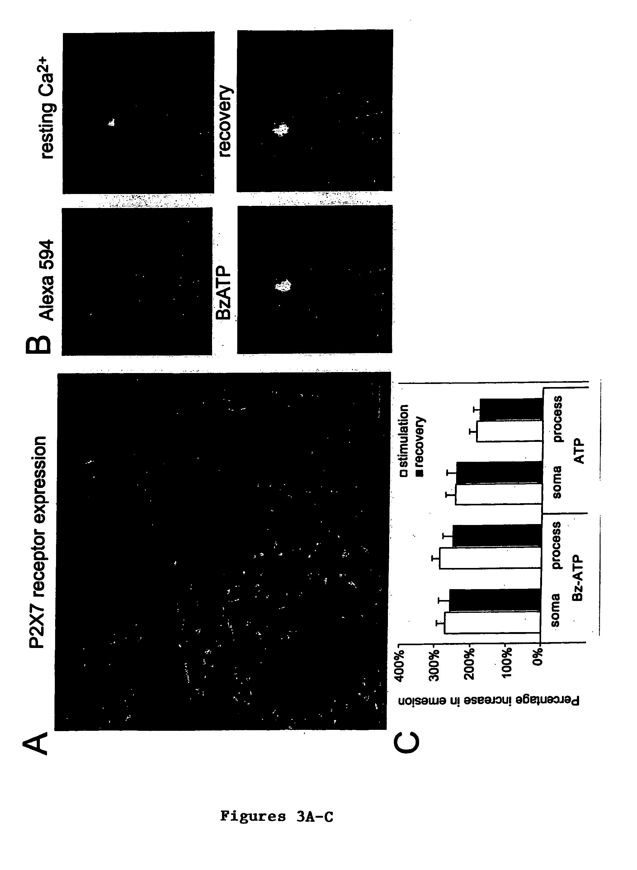 Purine receptor inhibition as a therapeutic strategy in spinal cord and brain