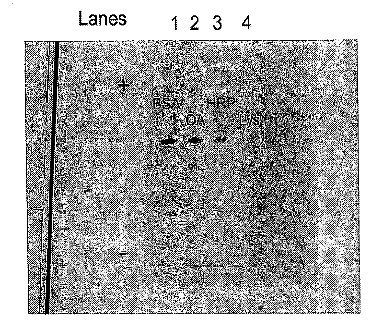 Purification and Concentration of Proteins and DNA from a Complex Sample Using Isotachophoresis and a Device to Perform the Purification