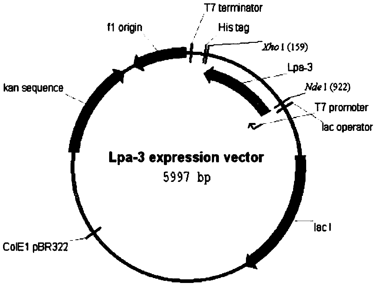 Activity-enhanced ketoreductase mutant and application thereof