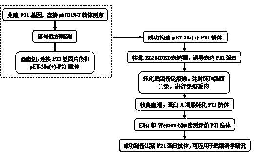 Porcine P21 protein antibody as well as preparation method and application thereof