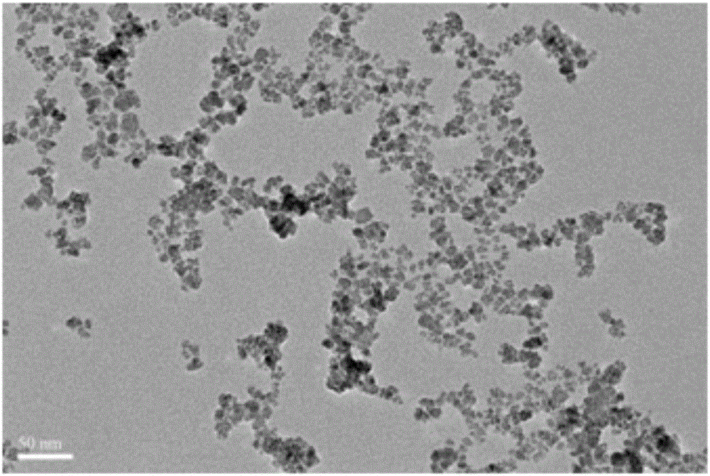 Immunomagnetic bead for peripheral blood lymphocyte separation and preparation and application thereof