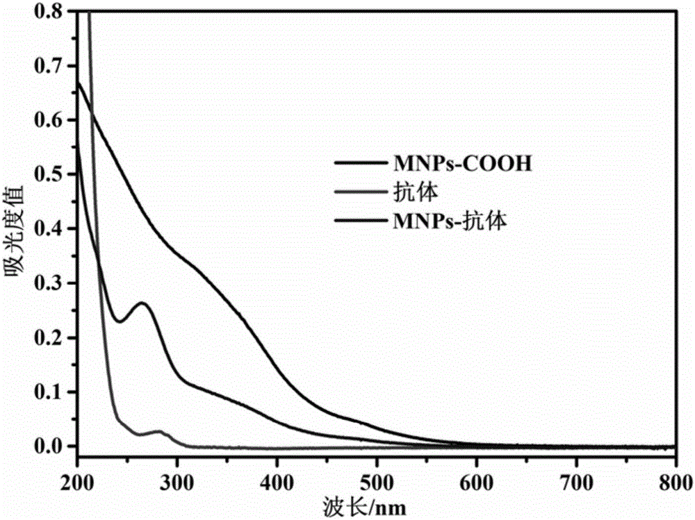 Immunomagnetic bead for peripheral blood lymphocyte separation and preparation and application thereof