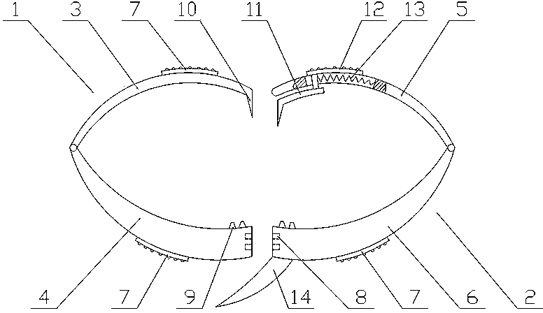 Sea urchin shell opening device