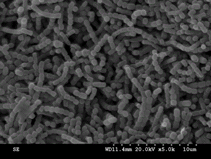 Gene engineering strain streptomyces tsukubaensis L20 and application thereof