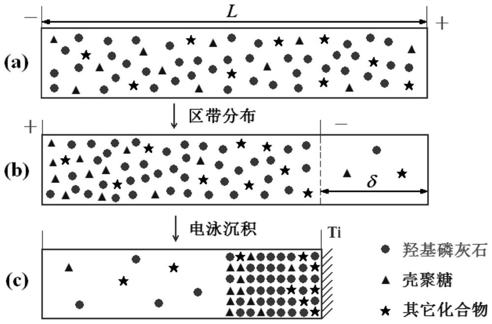 Zone electrophoresis and electrophoretic deposition method for preparing HA gradient composite coating material