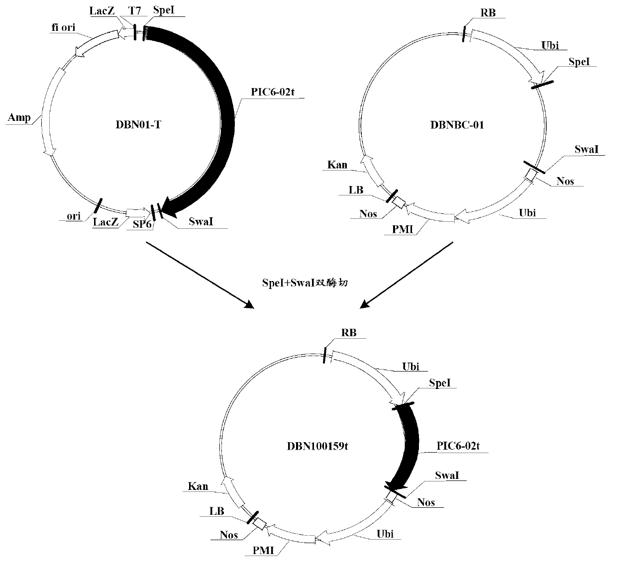 Insecticidal protein and coding gene and application thereof