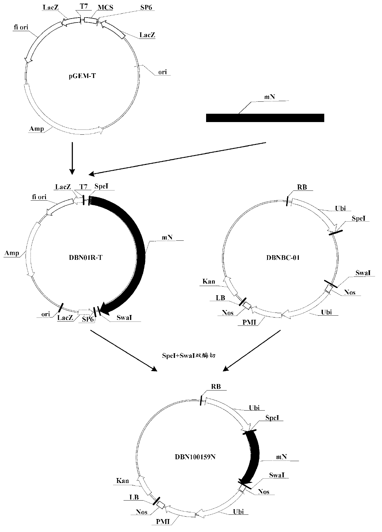 Insecticidal protein and coding gene and application thereof