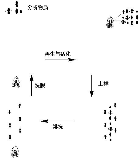 Method for detecting sulfamethazine in animal-derived food