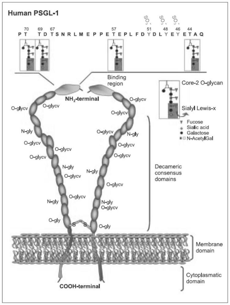 Application of recombinant P-selectin glycoprotein ligand 1 as a target in preparation of drugs for preventing and/or treating aneurysms