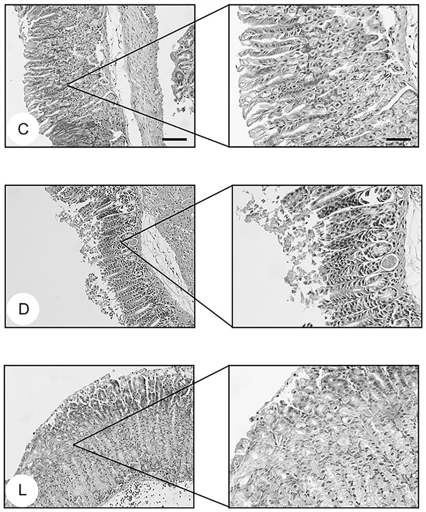 Application of lactic acid and salt thereof