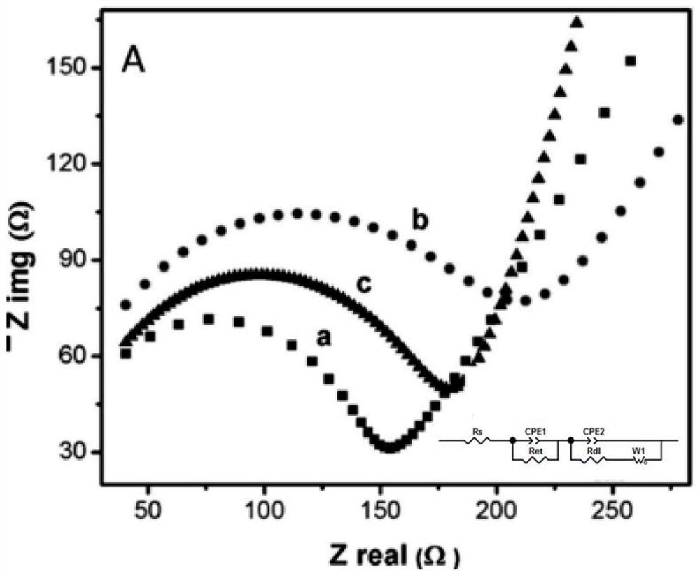 Peptide combined with endotoxin and application thereof in endotoxin detection