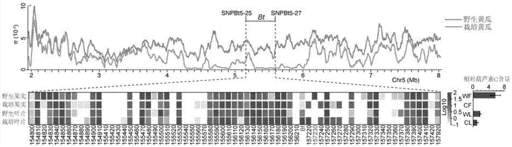 Transcription factor Csa5G156220 participating in regulation and control of cucumber cucurbitacin C synthesis and application of transcription factor