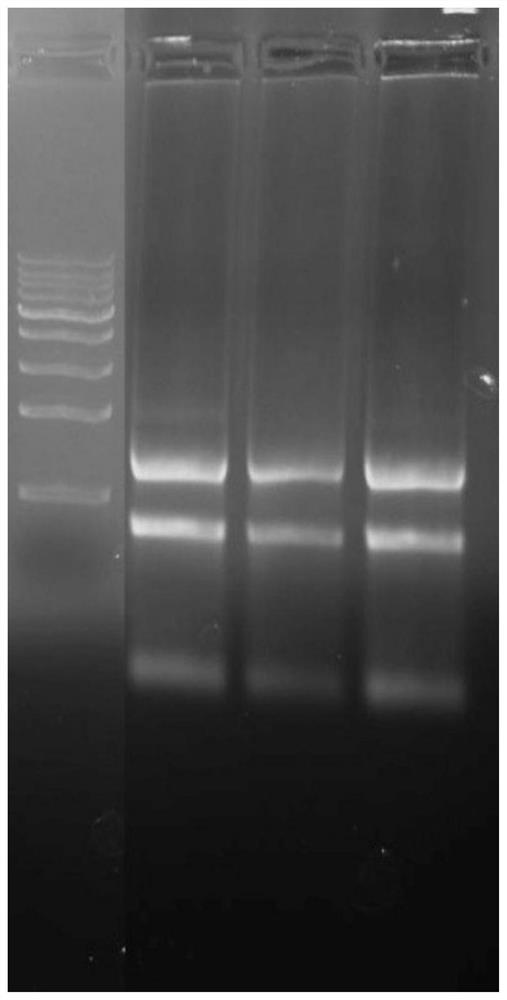 A kind of extracting solution and its application in extracting rna