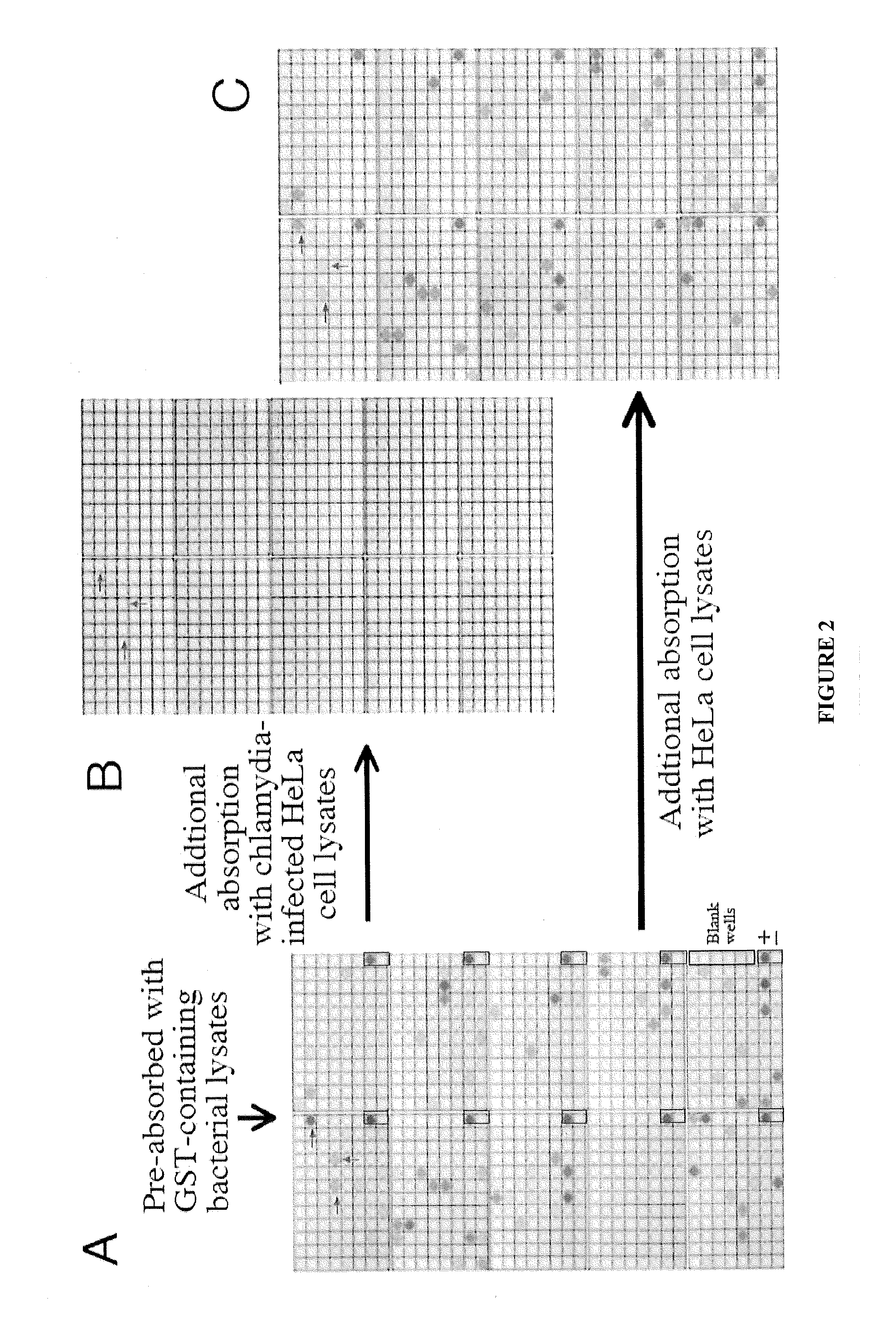 Methods and Compositions for Chlamydial Antigens for Diagnosis and Treatment of Chlamydial Infection and Disease