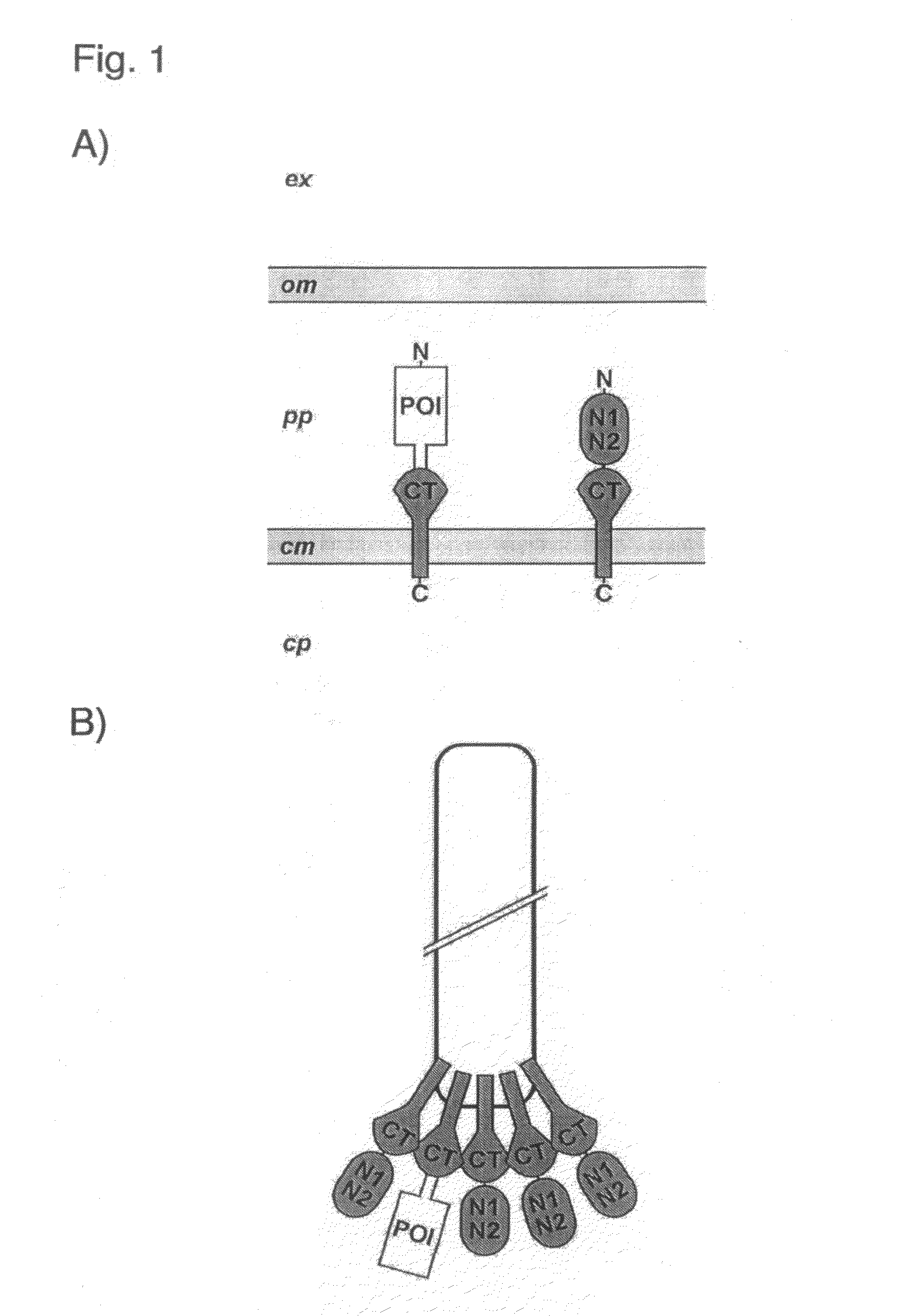 Phage Display Using Cotranslational Translocation of Fusion Polypeptides