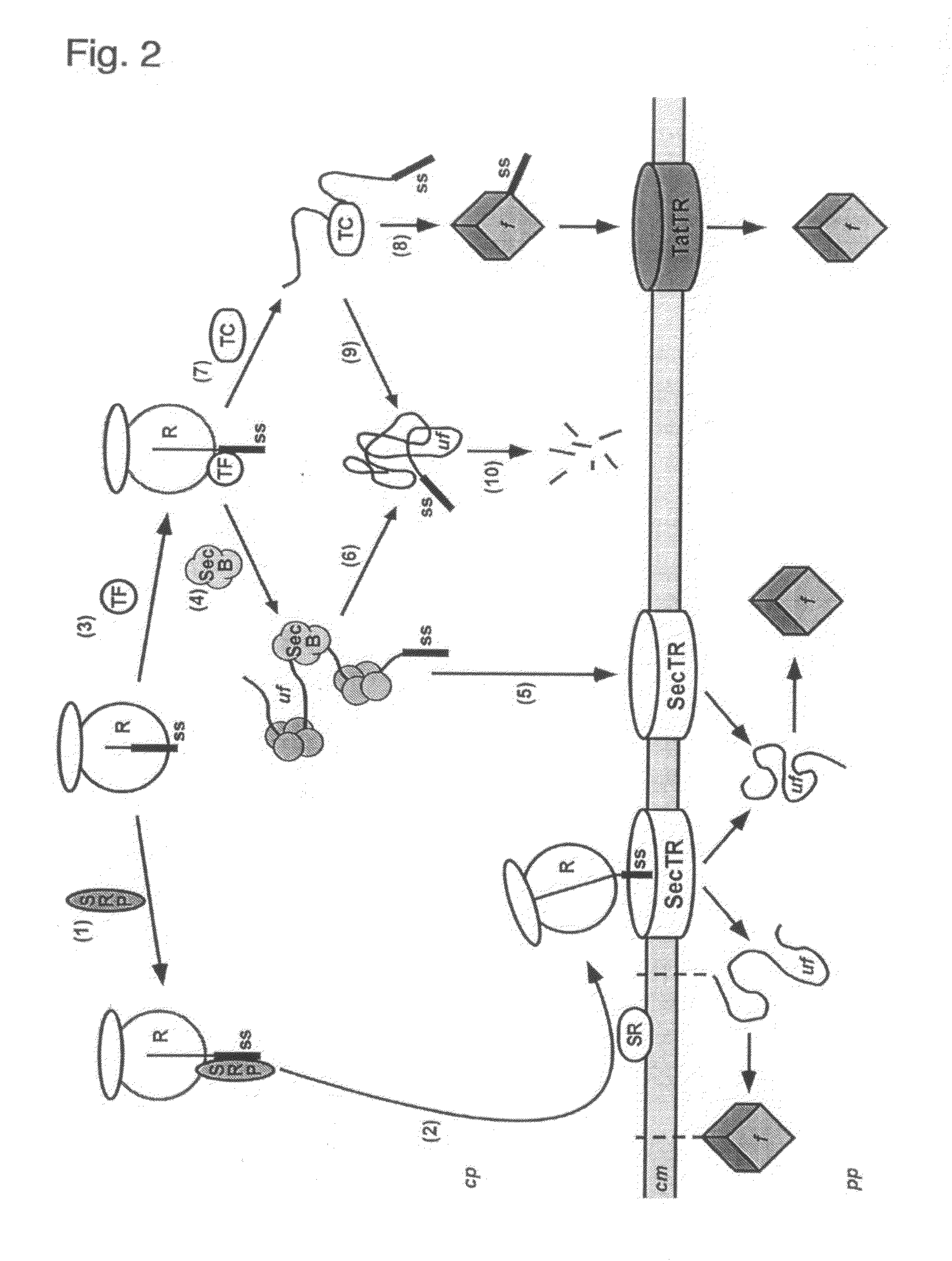 Phage Display Using Cotranslational Translocation of Fusion Polypeptides