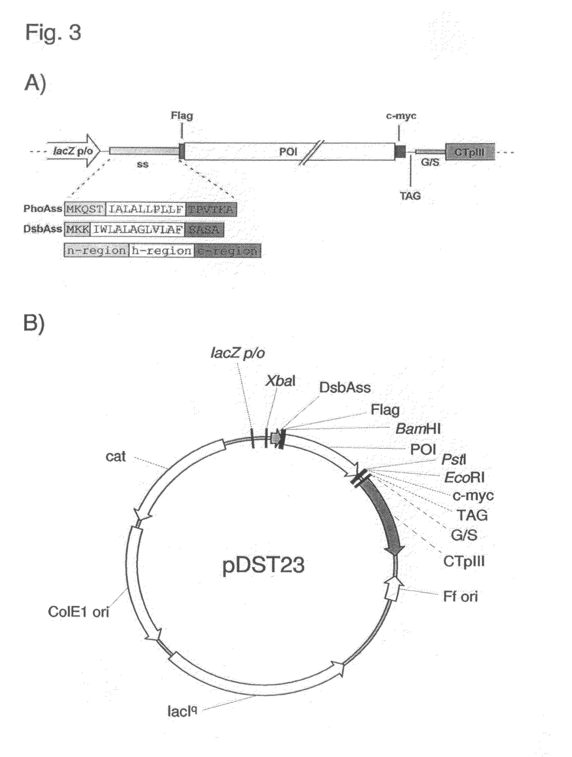 Phage Display Using Cotranslational Translocation of Fusion Polypeptides