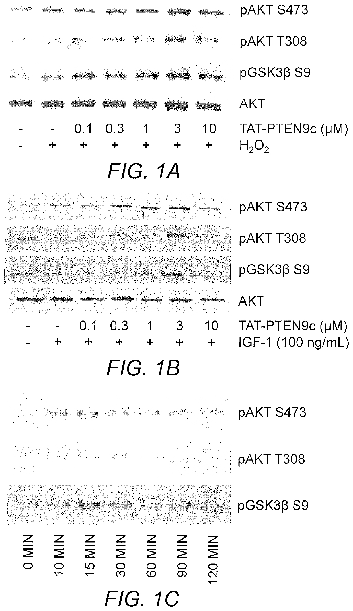 Peptides and method for treatment of cardiac arrest