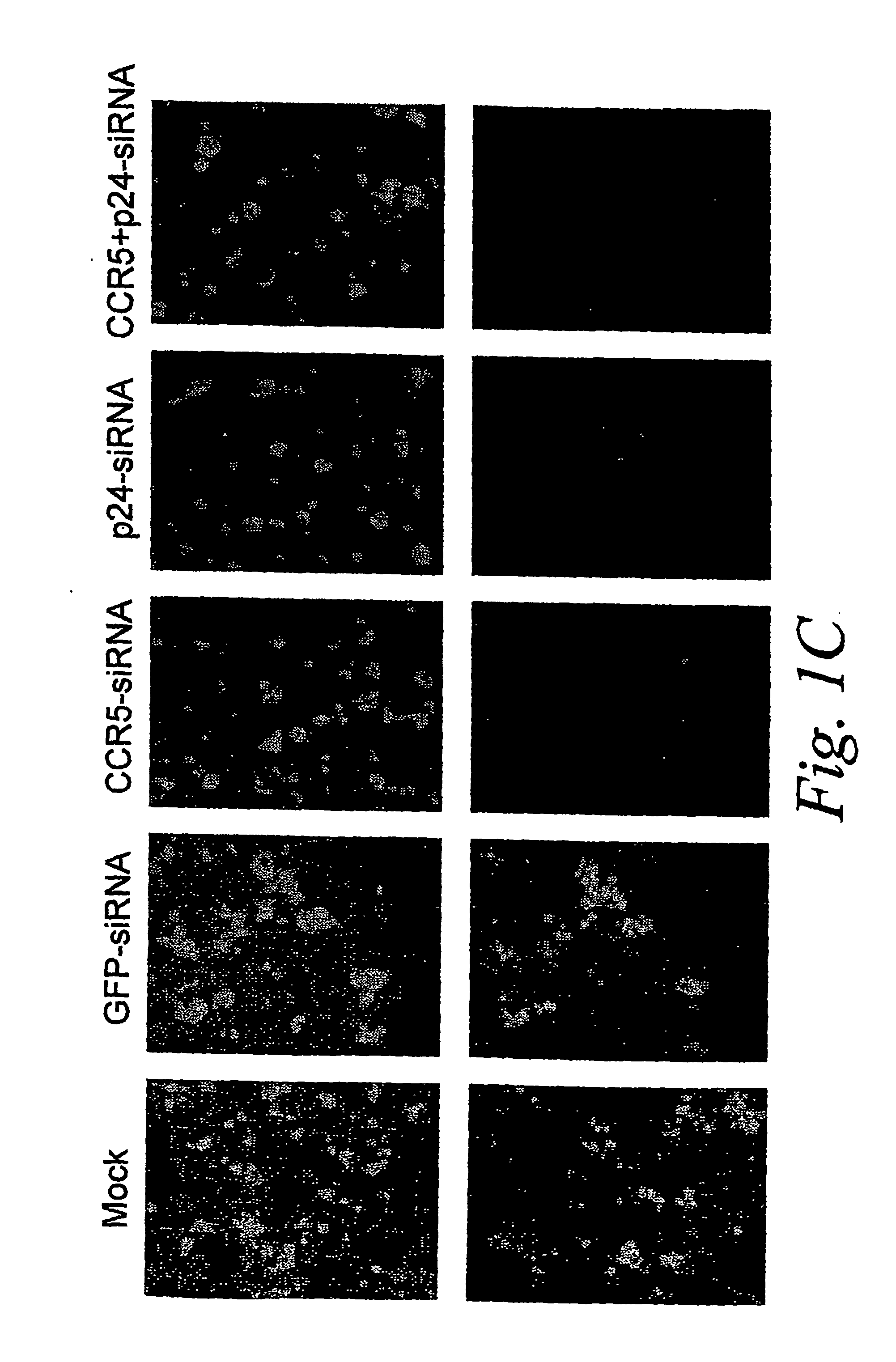 Inhibition of gene expression using rna interfering agents