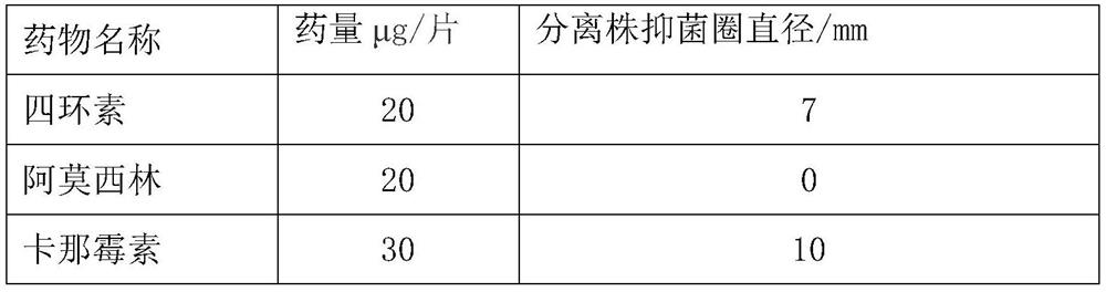 Avian Escherichia coli vaccine strain