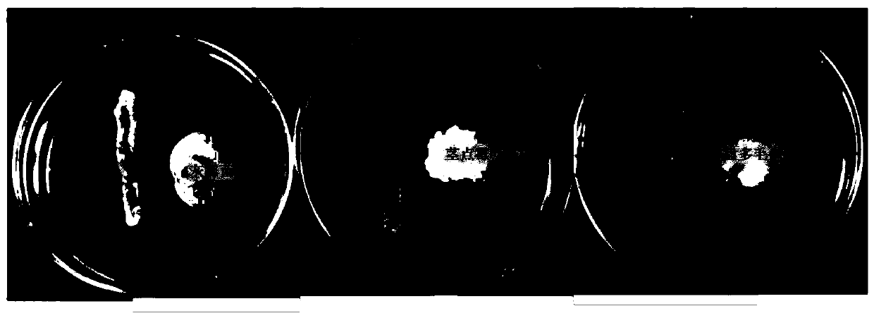 Paenibacillus polymyxa bacterial strain and application thereof