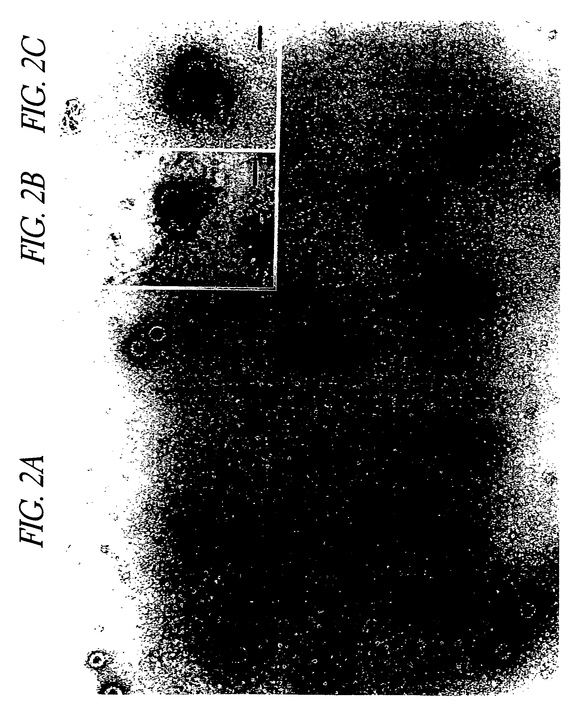 Self-assembling recombinant papillomavirus capsid proteins