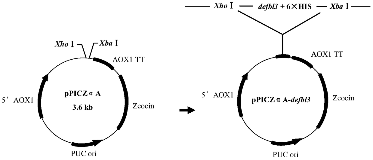 The optimized gene of zebrafish defensin defbl3 and the preparation method of its recombinant protein