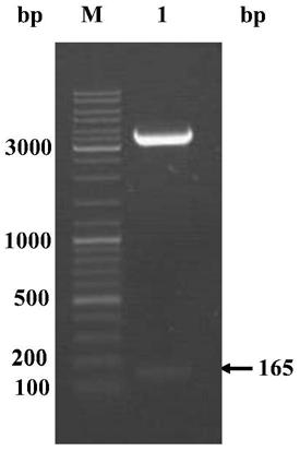 The optimized gene of zebrafish defensin defbl3 and the preparation method of its recombinant protein