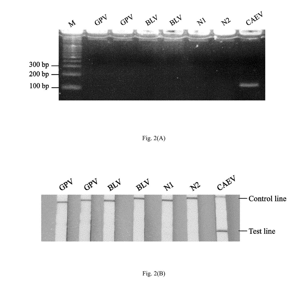 Method and kit for the field diagnosis of caprine arthritis-encephalitis virus (CAEV) infection