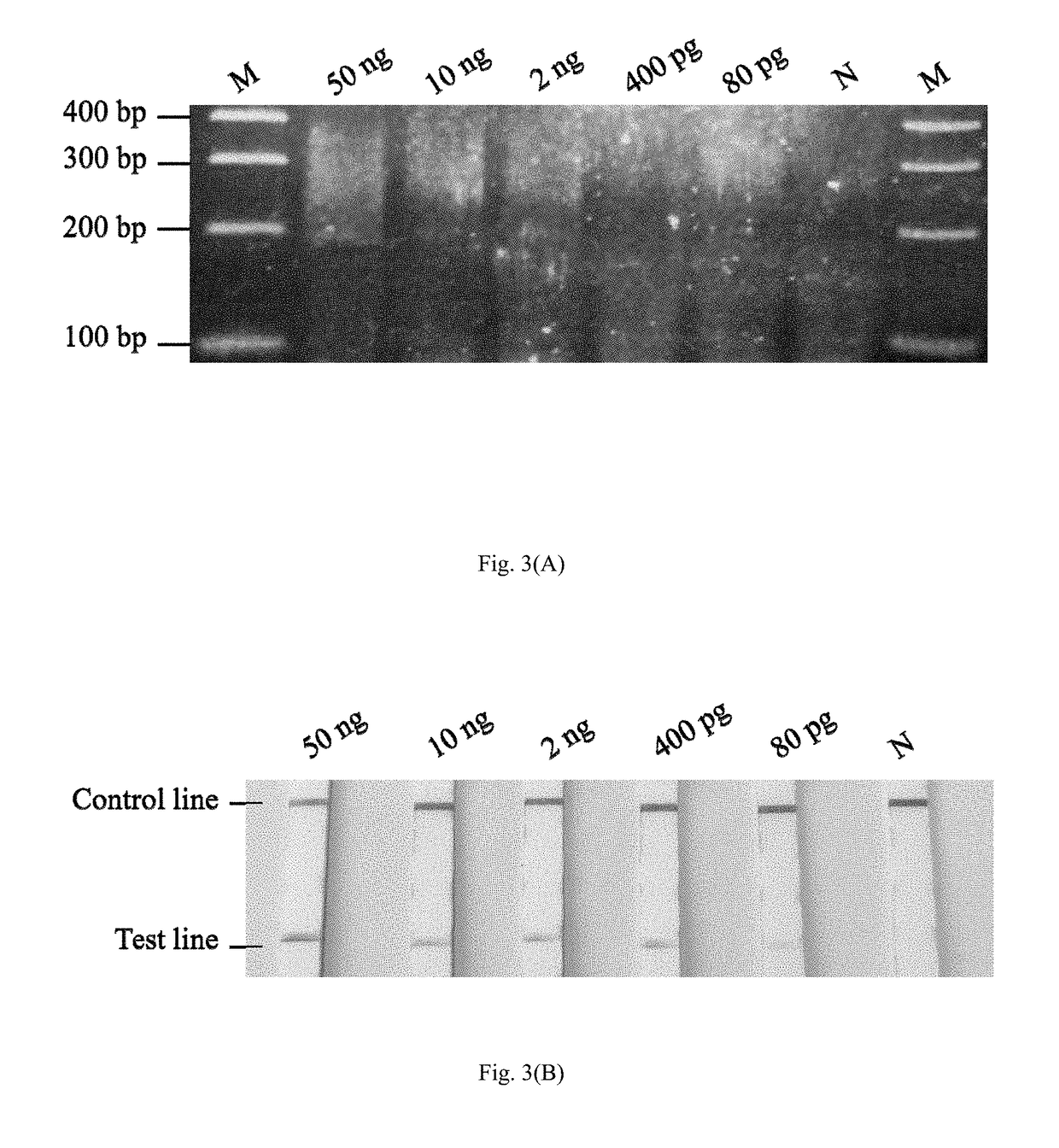 Method and kit for the field diagnosis of caprine arthritis-encephalitis virus (CAEV) infection