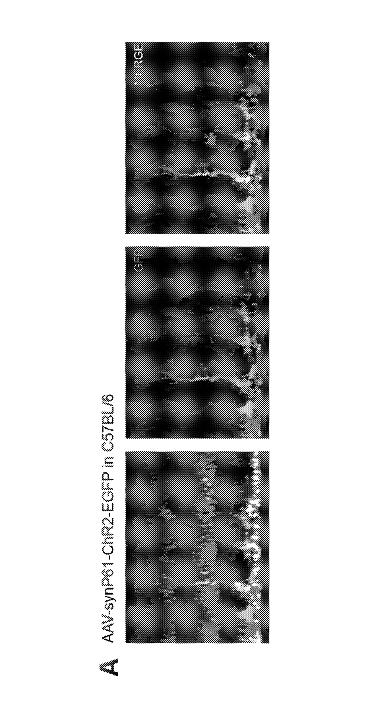 Muller cell-specific promoter