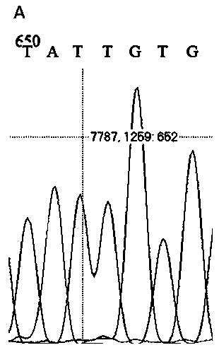 Assisted selection marker for abdominal fat weight and carcass weight of goose bred for liver, and method for assisting selection with molecular marker