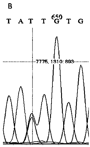 Assisted selection marker for abdominal fat weight and carcass weight of goose bred for liver, and method for assisting selection with molecular marker