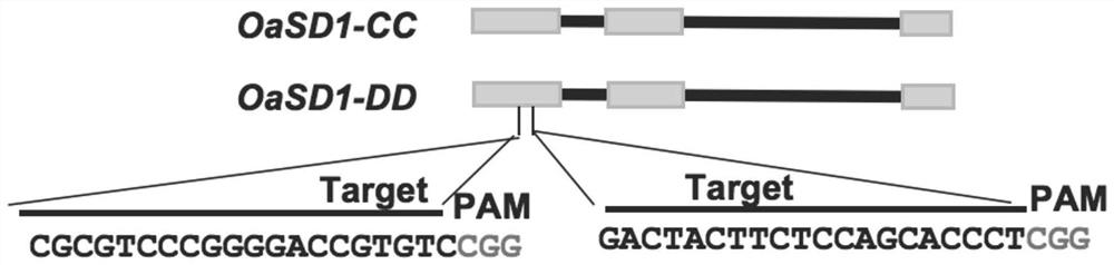 Method for reducing plant height of tetraploid wild rice by inhibiting expression of SD1 gene